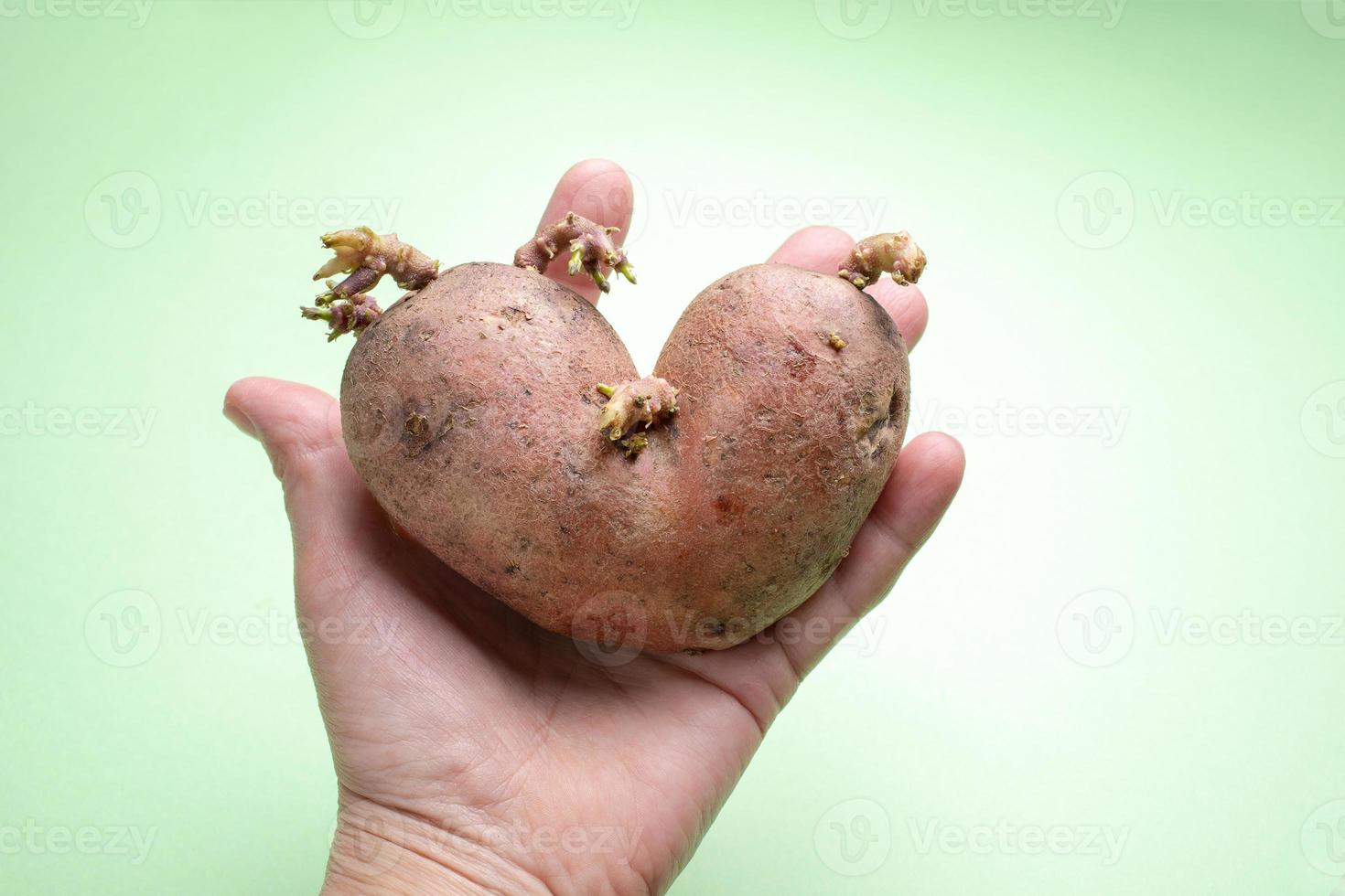 weibliche Hand ist eine hässliche Kartoffel auf grünem Hintergrund. foto