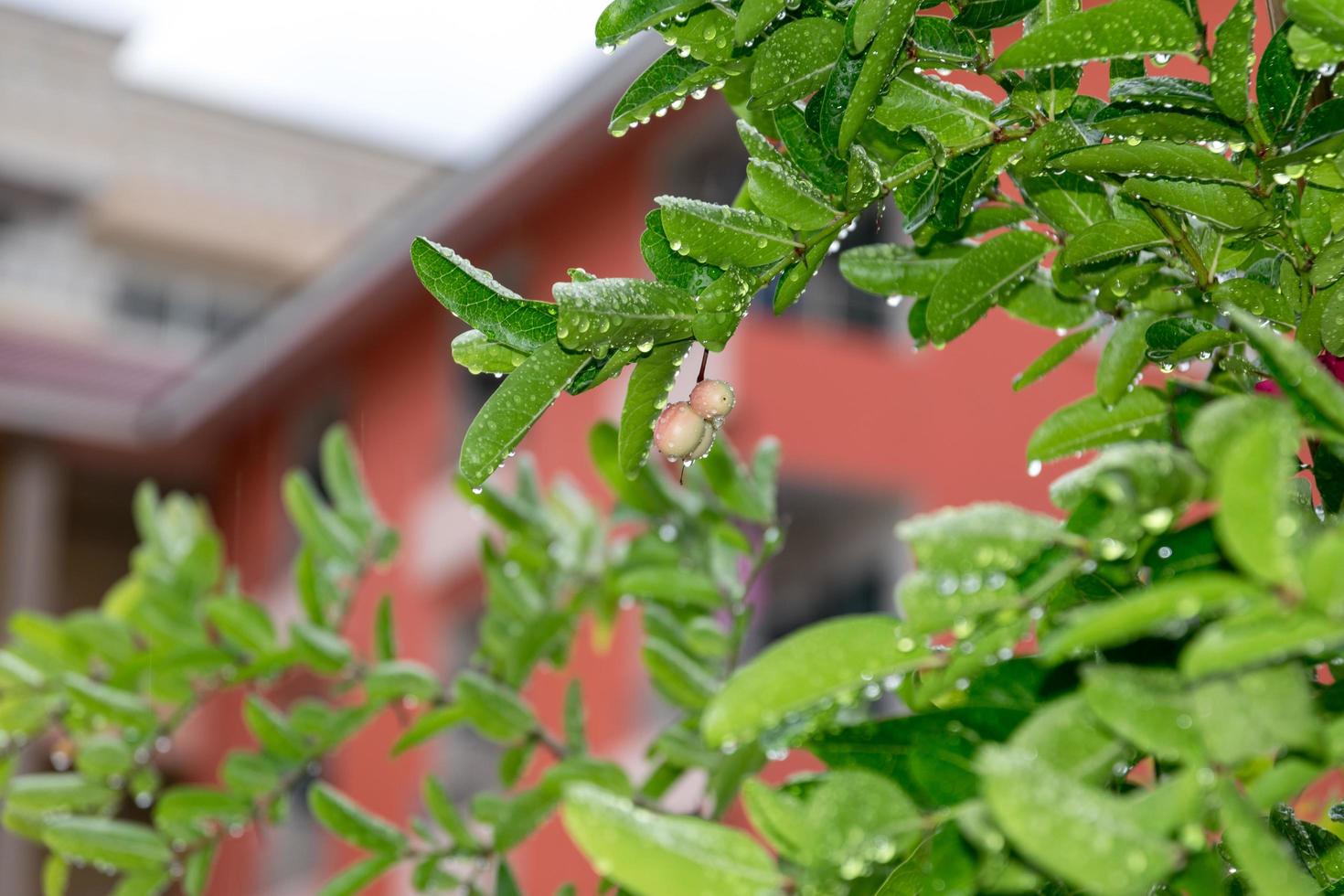 Regentropfen auf den Baum foto