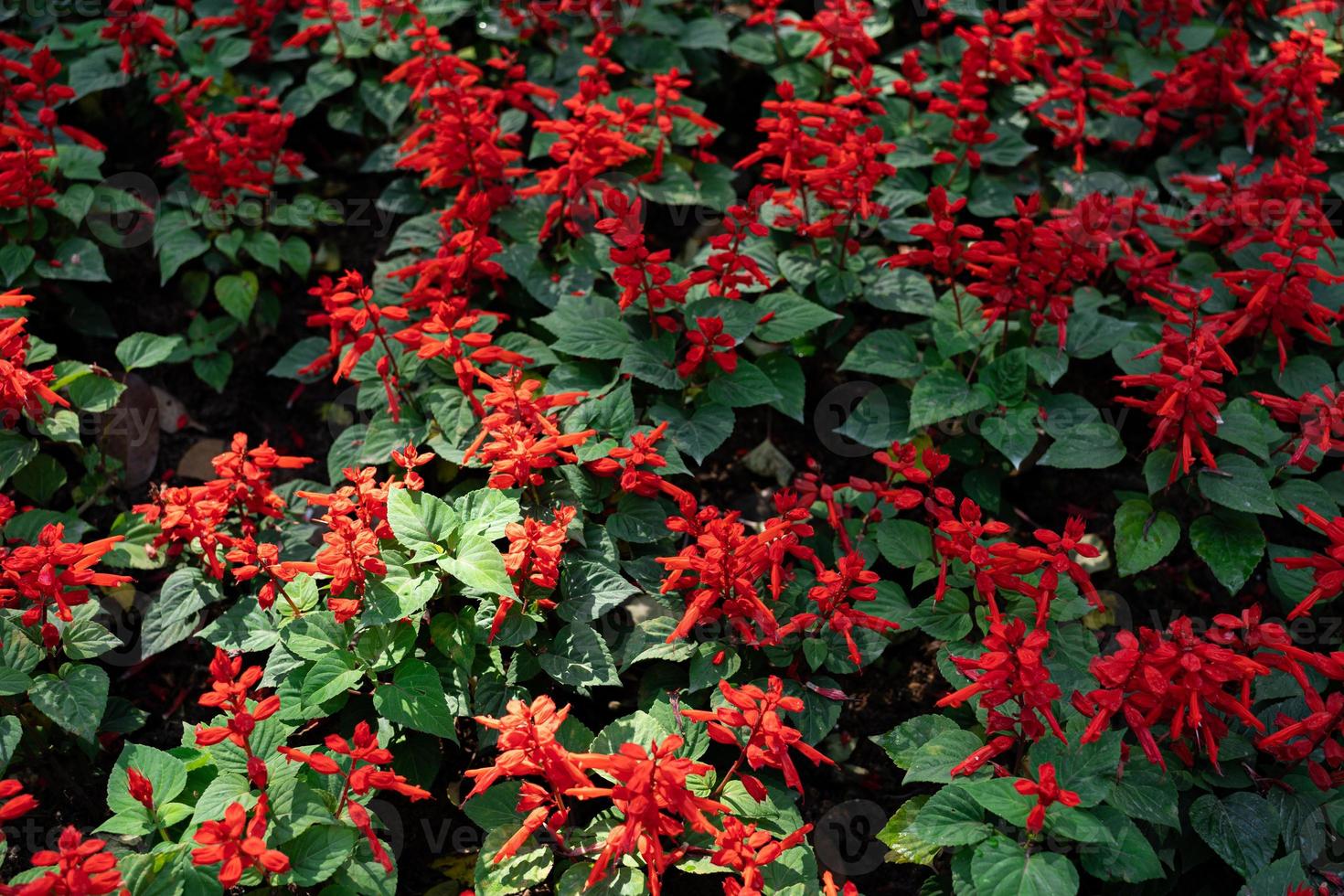 rote Blütenrispen und dunkelgrüne Blätter von rotem Salbei. Salvia splendens oder der scharlachrote Salbei foto