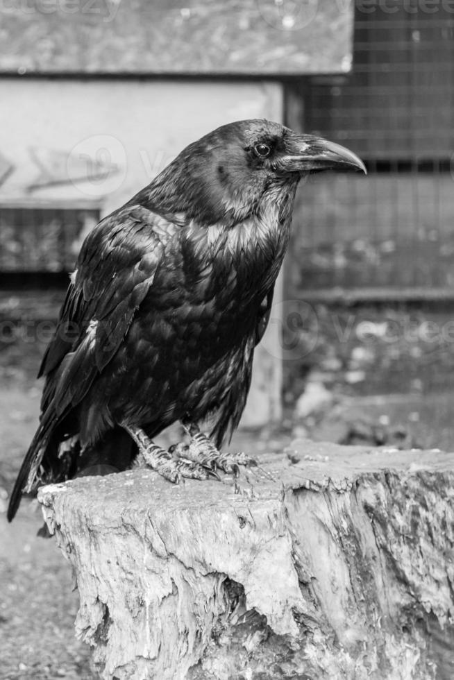 Schöne schwarze Krähen sitzen auf einem Baumstumpf foto