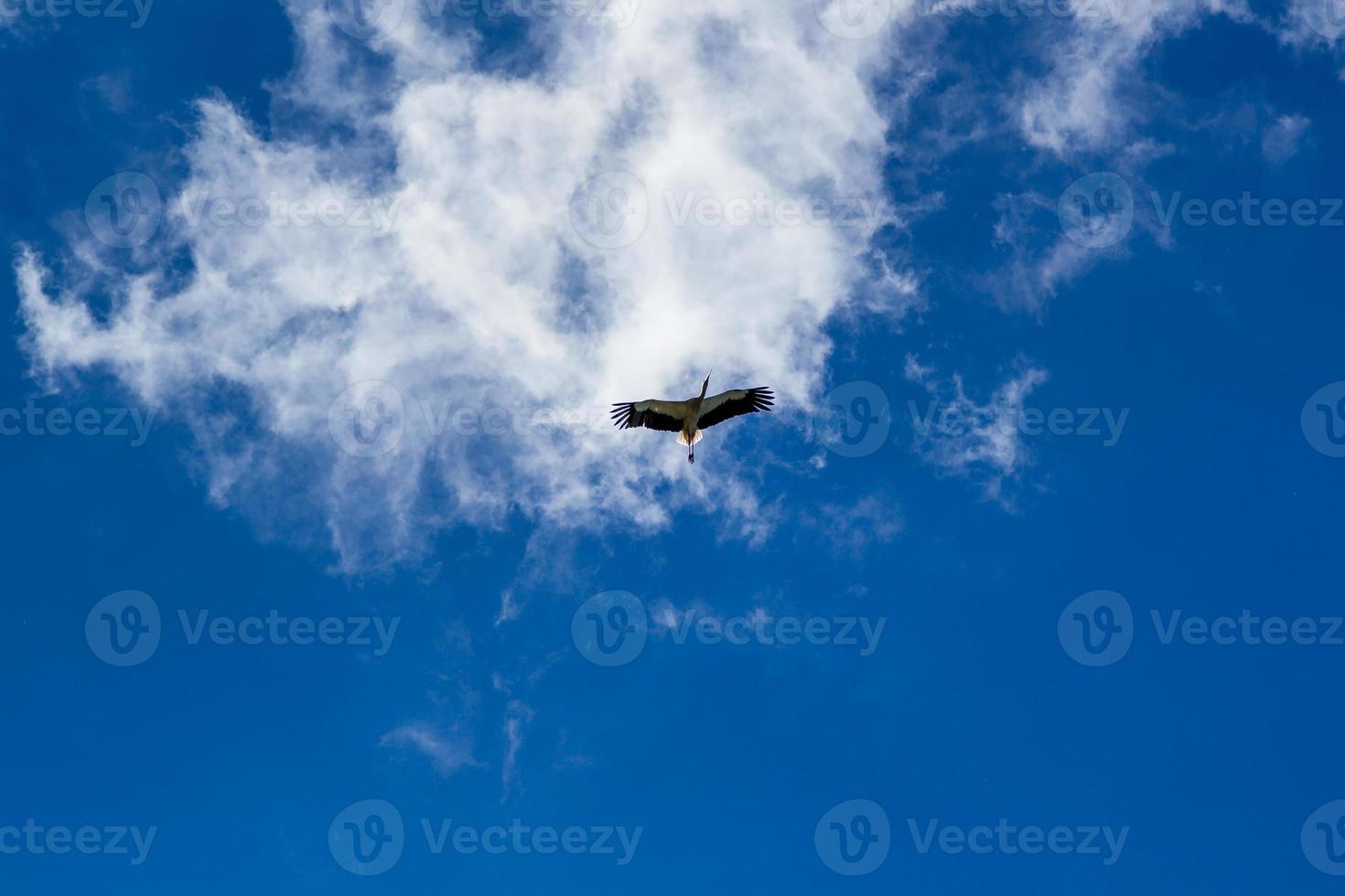 Storch, der im blauen Himmel mit weißen Wolken aufsteigt foto