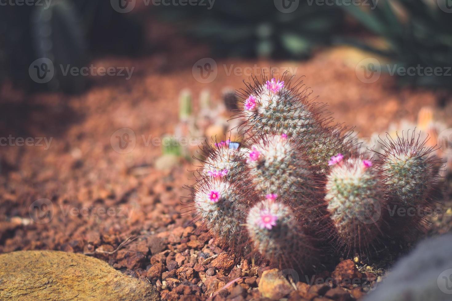 Kaktus im Topf mit Blume. Dekorationskonzept für Heimpflanzen. foto