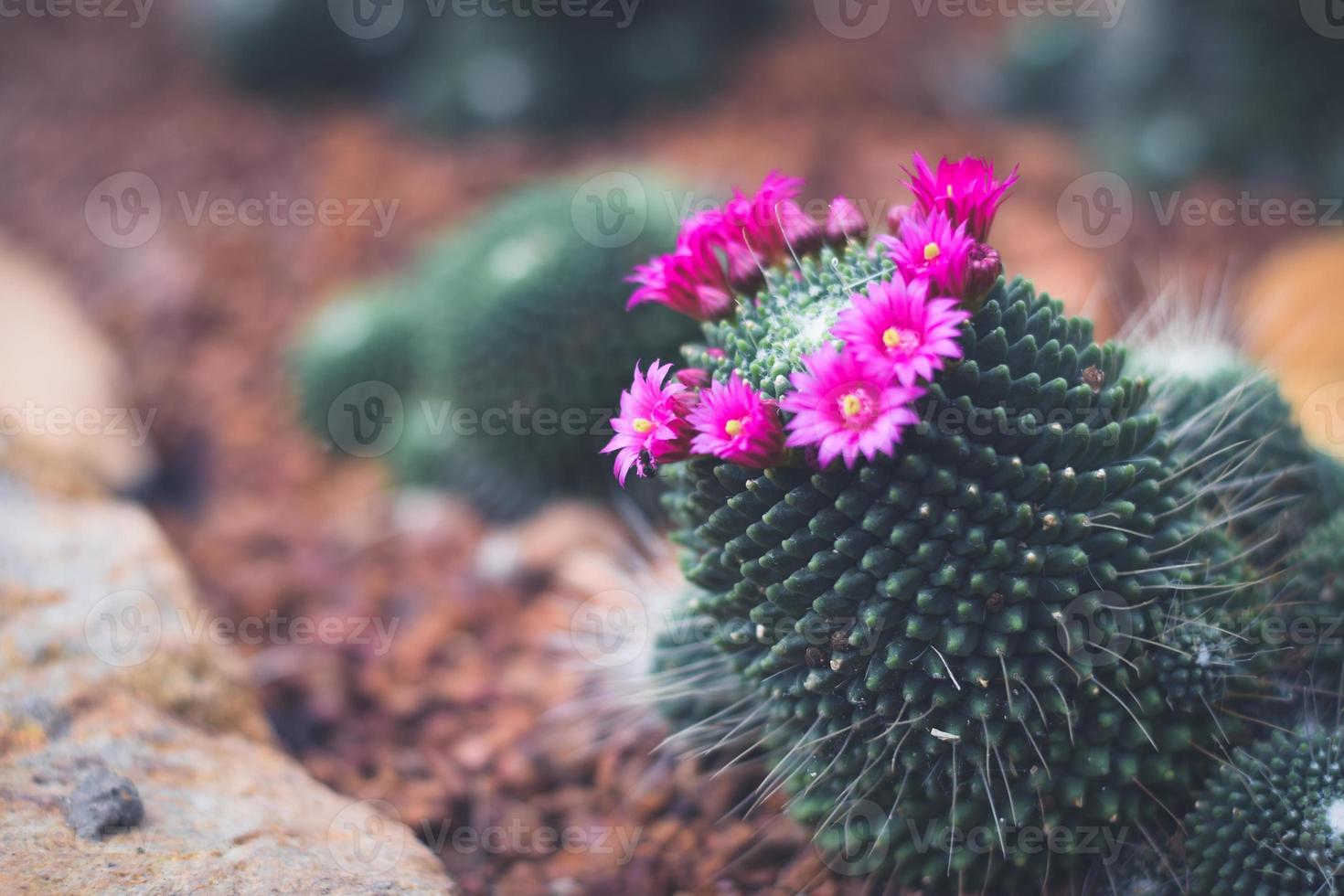 Kaktus im Topf mit Blume. Dekorationskonzept für Heimpflanzen. foto