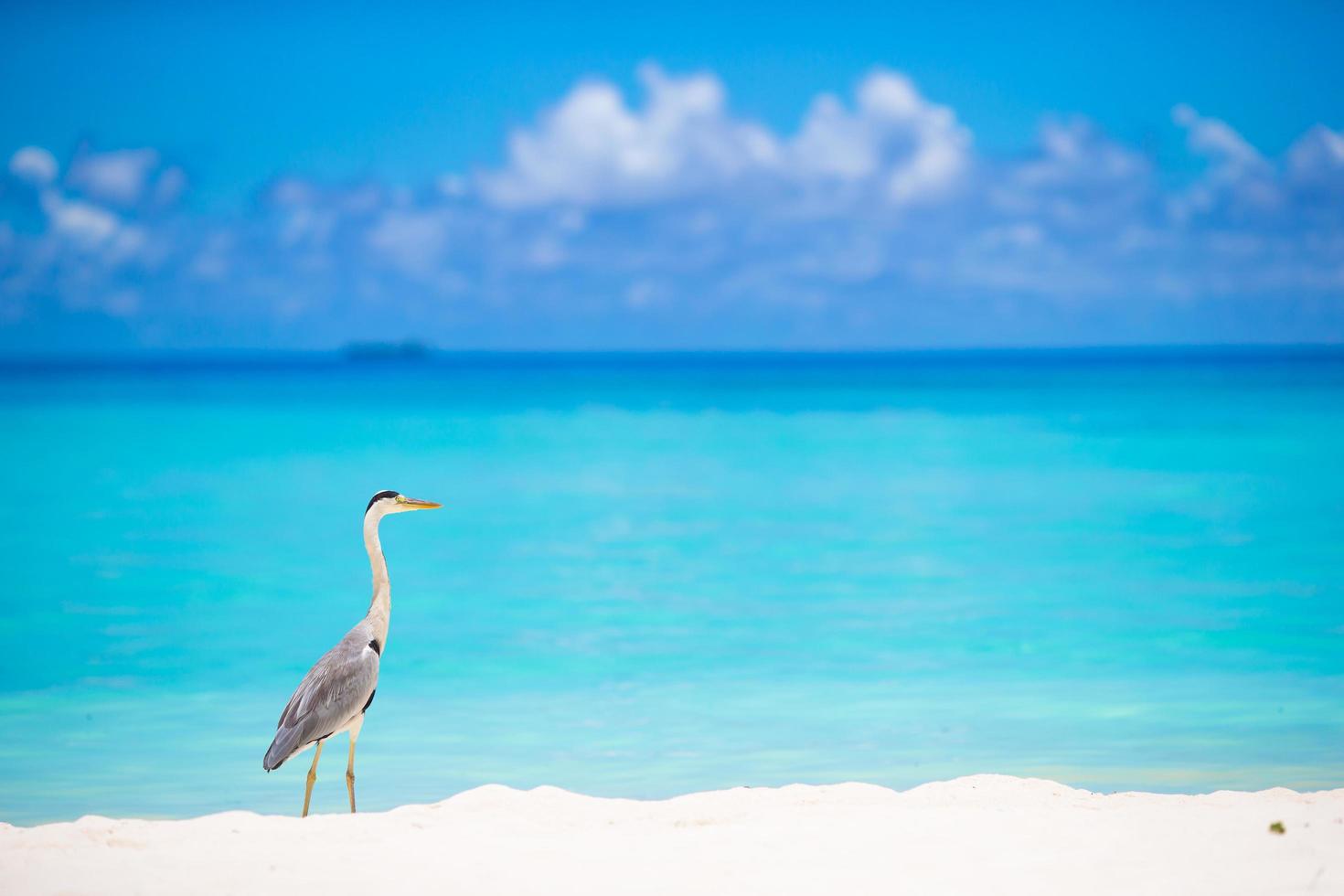 Graureiher am Strand foto