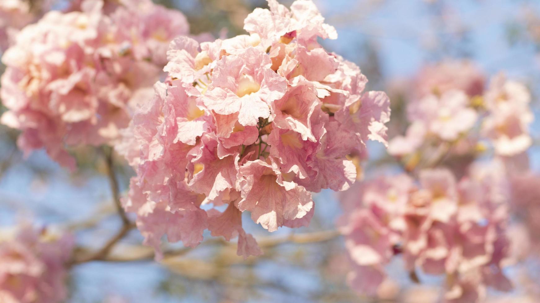 Weichzeichner von rosa blühenden Blumen foto