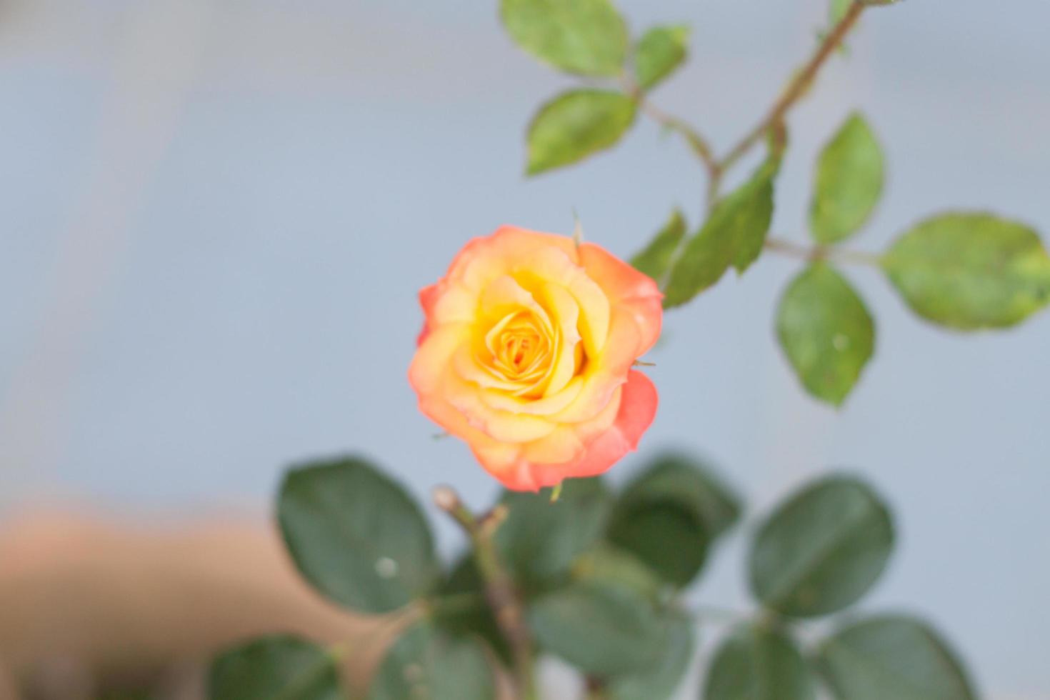 Orangenrose, die in einem Garten wächst foto