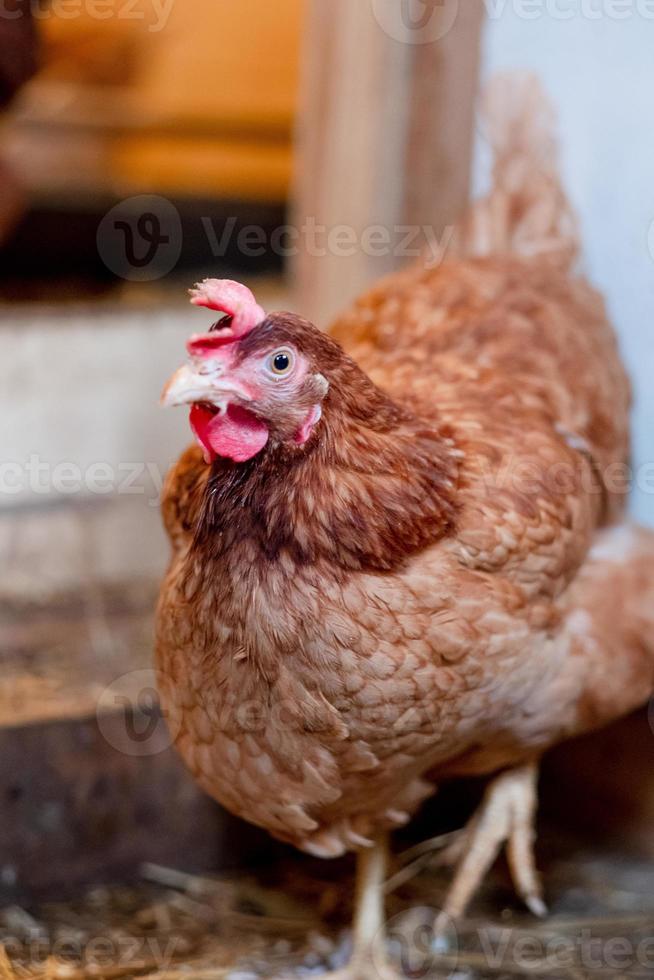 Rote Henne im Hühnerstall aus nächster Nähe. Geflügel für die Landwirtschaft im Dorf foto