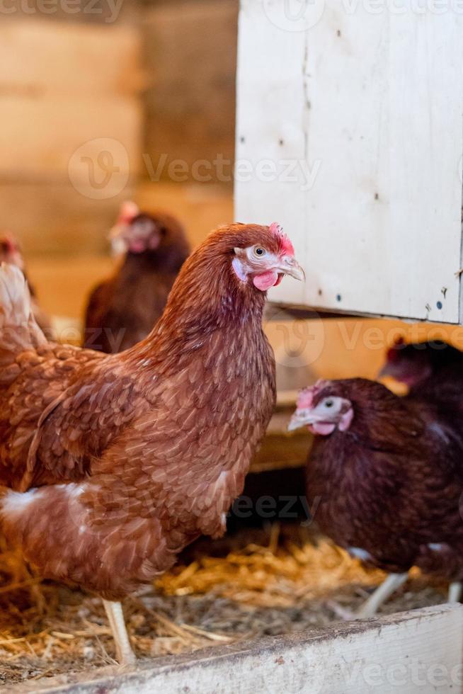 Rote Henne im Hühnerstall aus nächster Nähe. Geflügel für die Landwirtschaft im Dorf foto