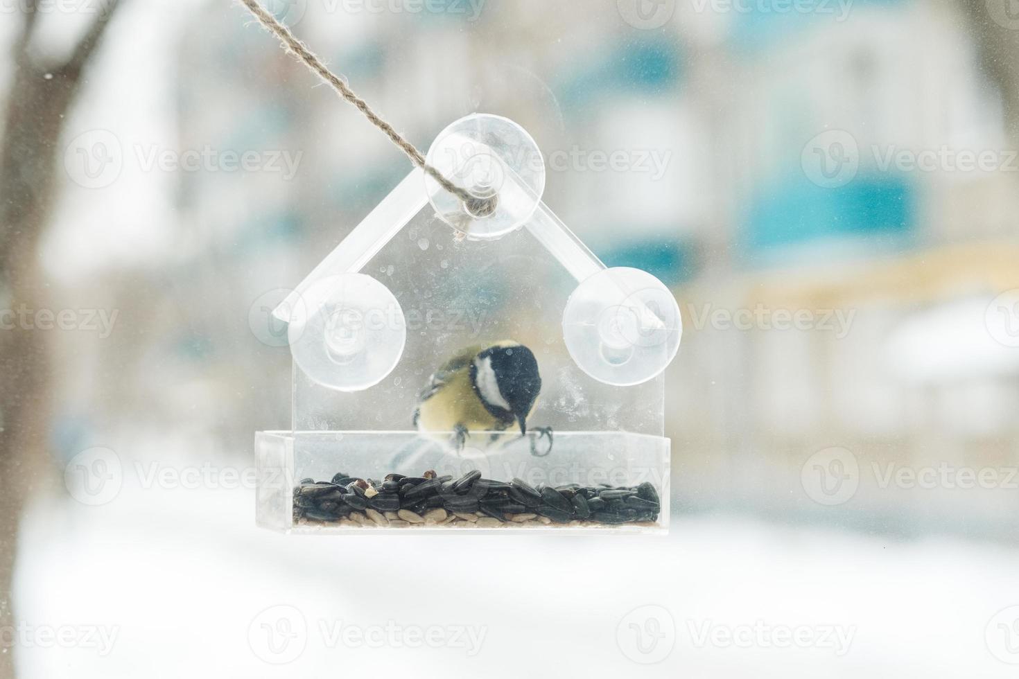 Eine Meise sitzt und frisst Samen aus einem durchsichtigen Feeder am Fenster foto