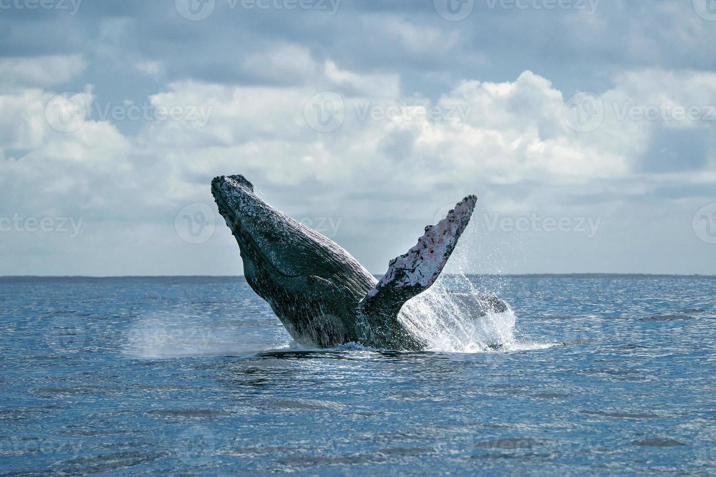 Buckelwal durchbricht Cabo San Lucas foto