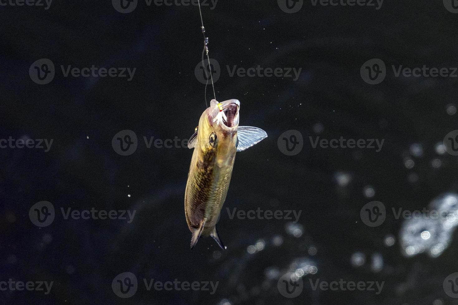 süchtiger Fisch auf der Angelrute in einem Fluss foto