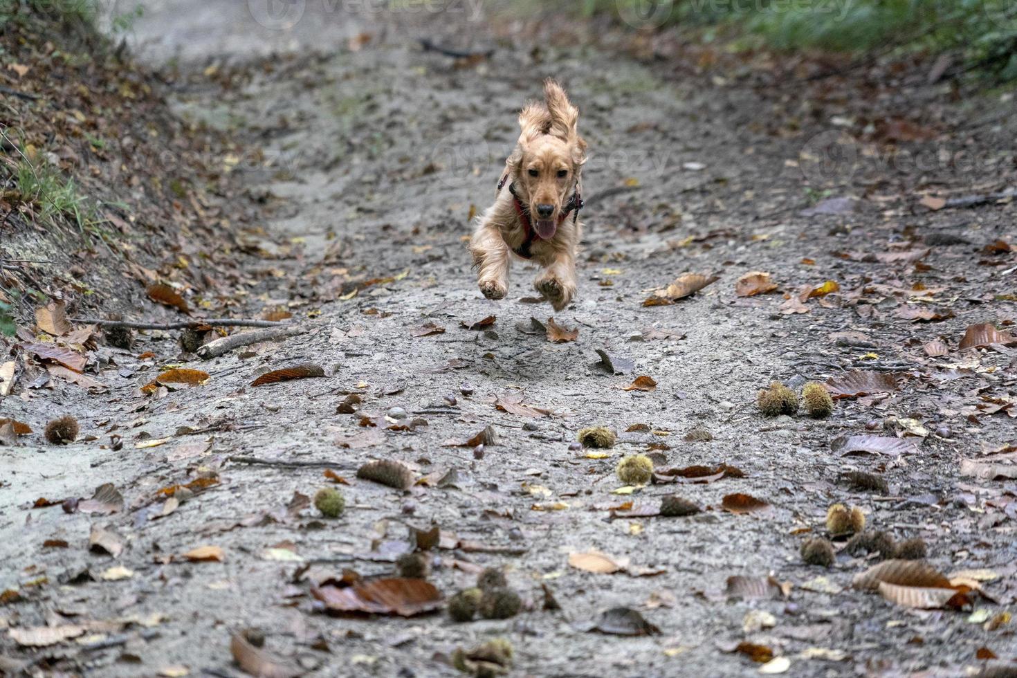 Welpe Hund Cockerspaniel läuft im Herbsthof foto