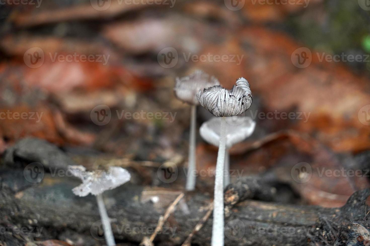 Herbstpilz im Wald foto