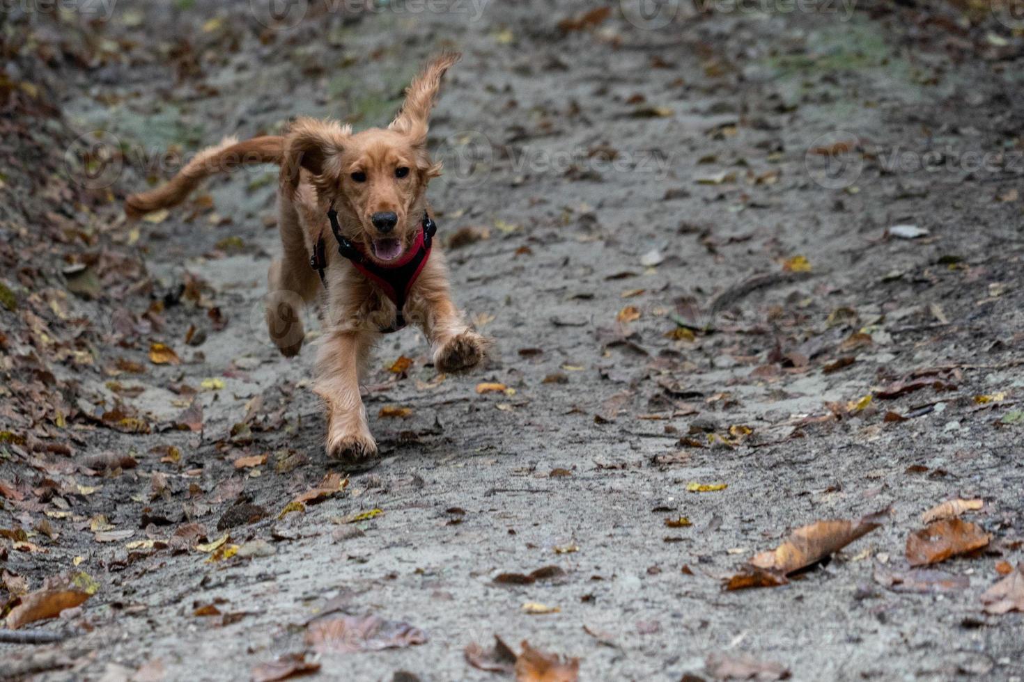 Welpe Hund Cockerspaniel läuft im Herbsthof foto