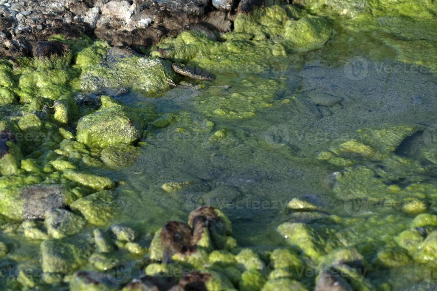 verschmutztes flussgrünes und gelbes wasser foto