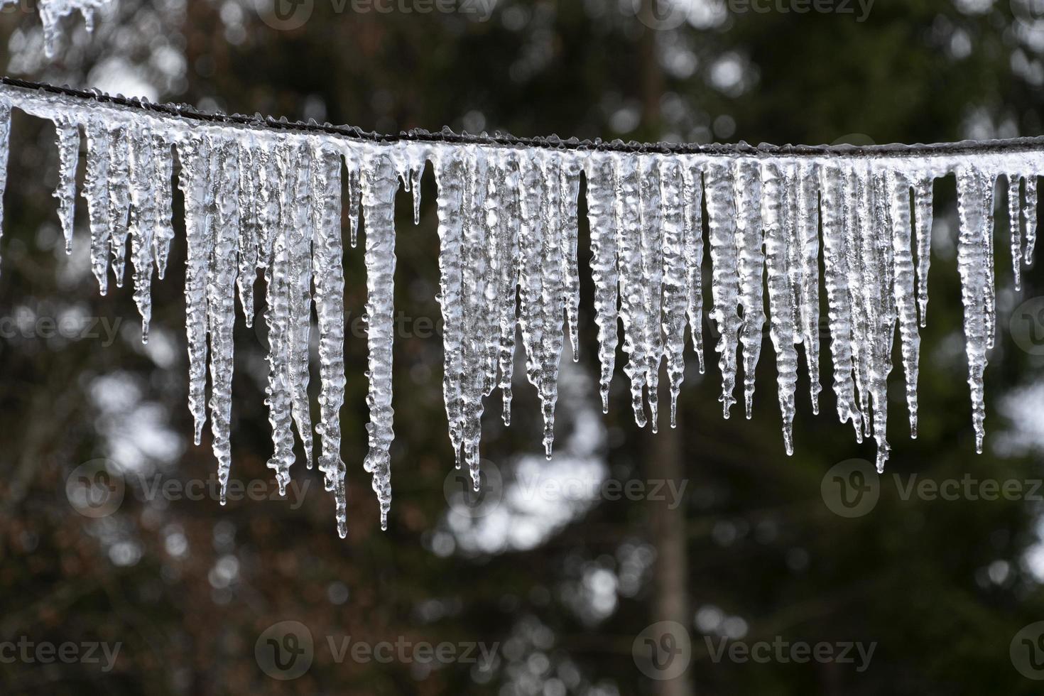 Eiszapfen gefrorenes Eis auf Ästen foto