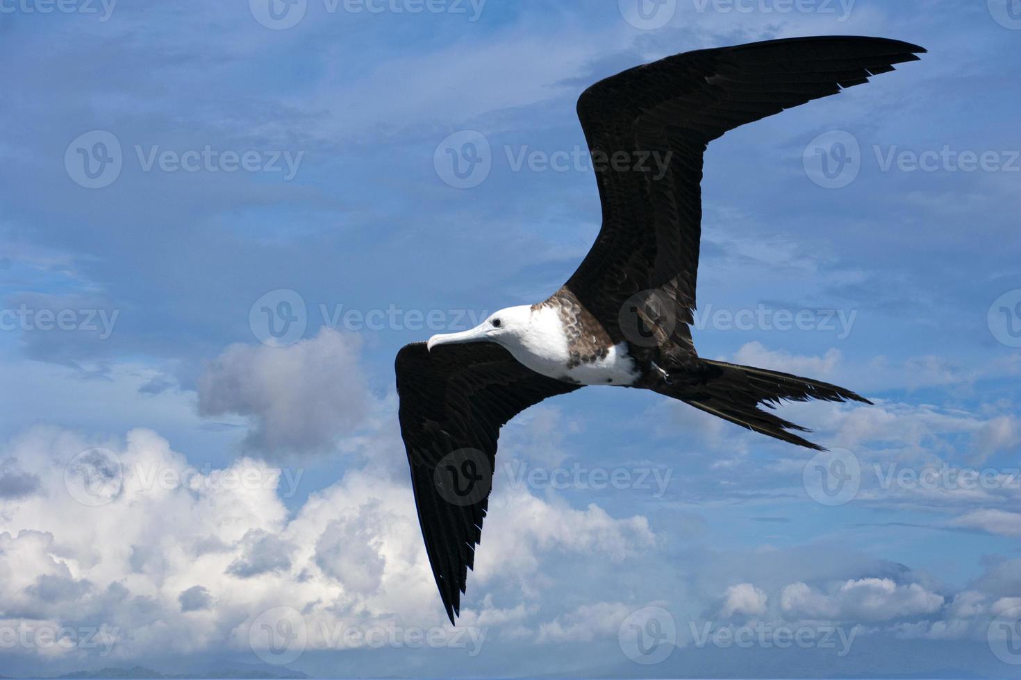 Fregattvogel fliegt am bewölkten Himmel foto