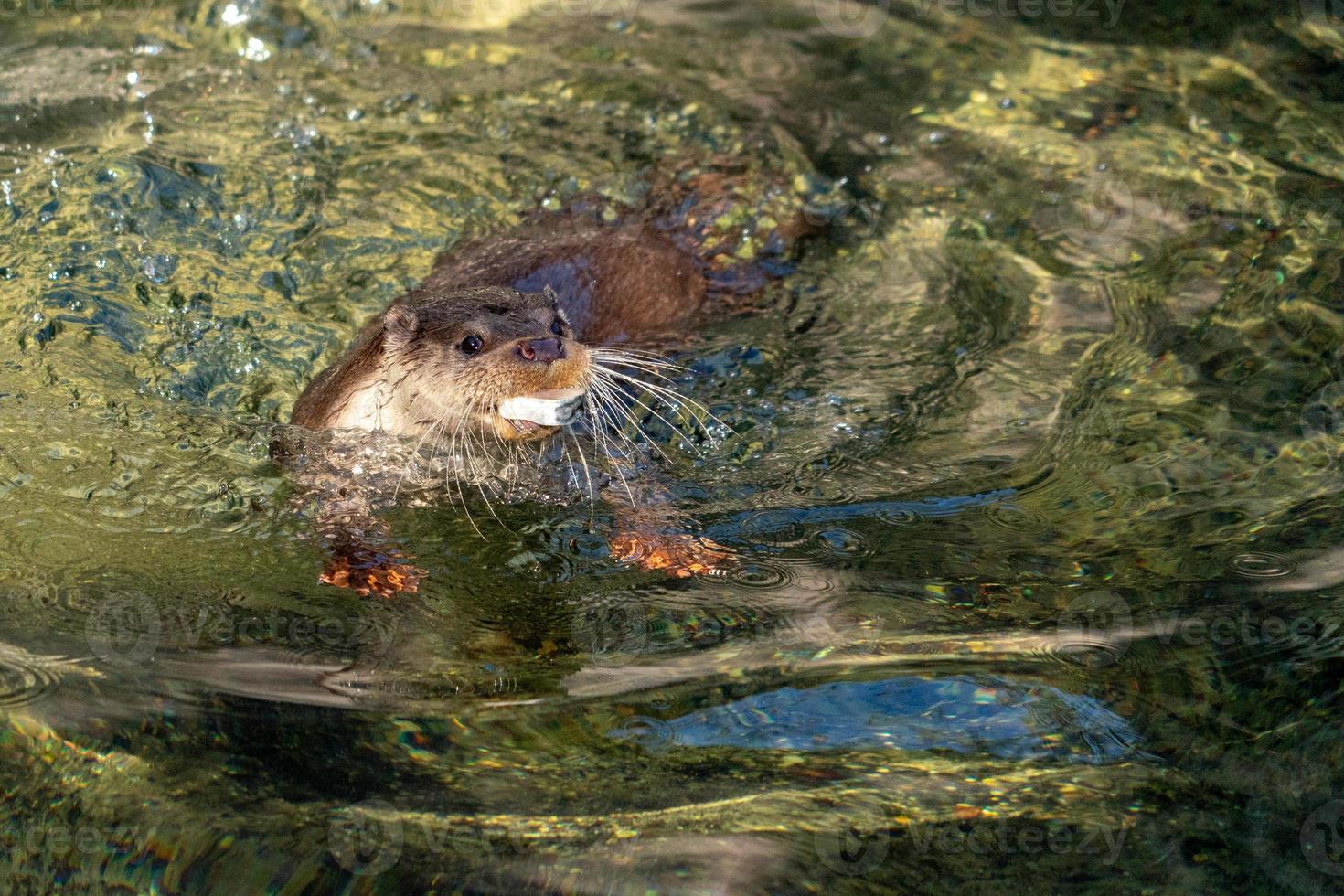 Otter, der einen Fisch im Fluss fängt foto