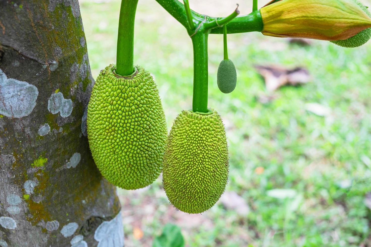 Jackfrucht hängt vom Baum foto