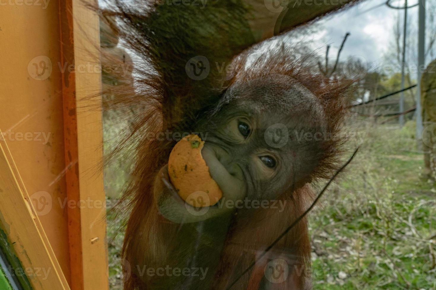 Zoo neugeborenes Baby Orang-Utan-Affe foto