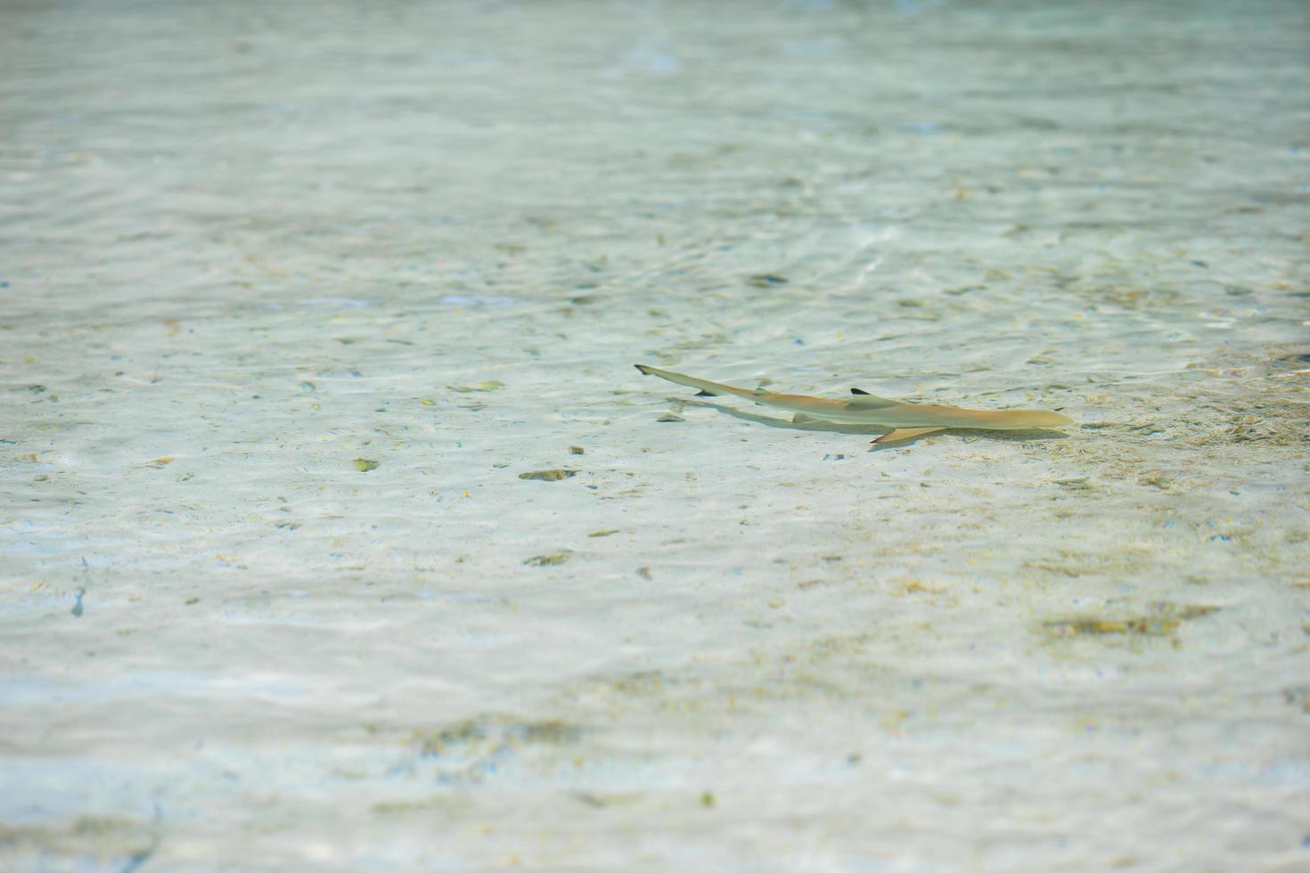 Babyhai im seichten Wasser foto