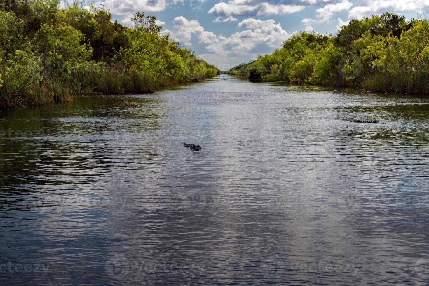 Florida Alligator in Everglades Nahaufnahme Porträt foto