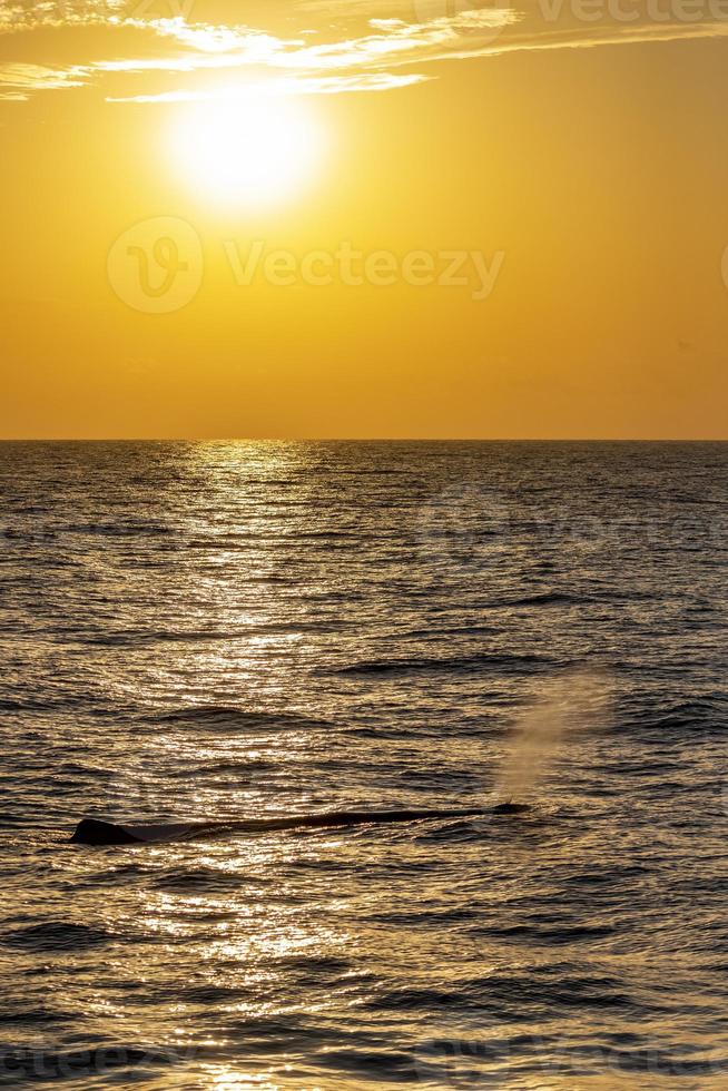 Pottwal bei Sonnenuntergang im Mittelmeer foto