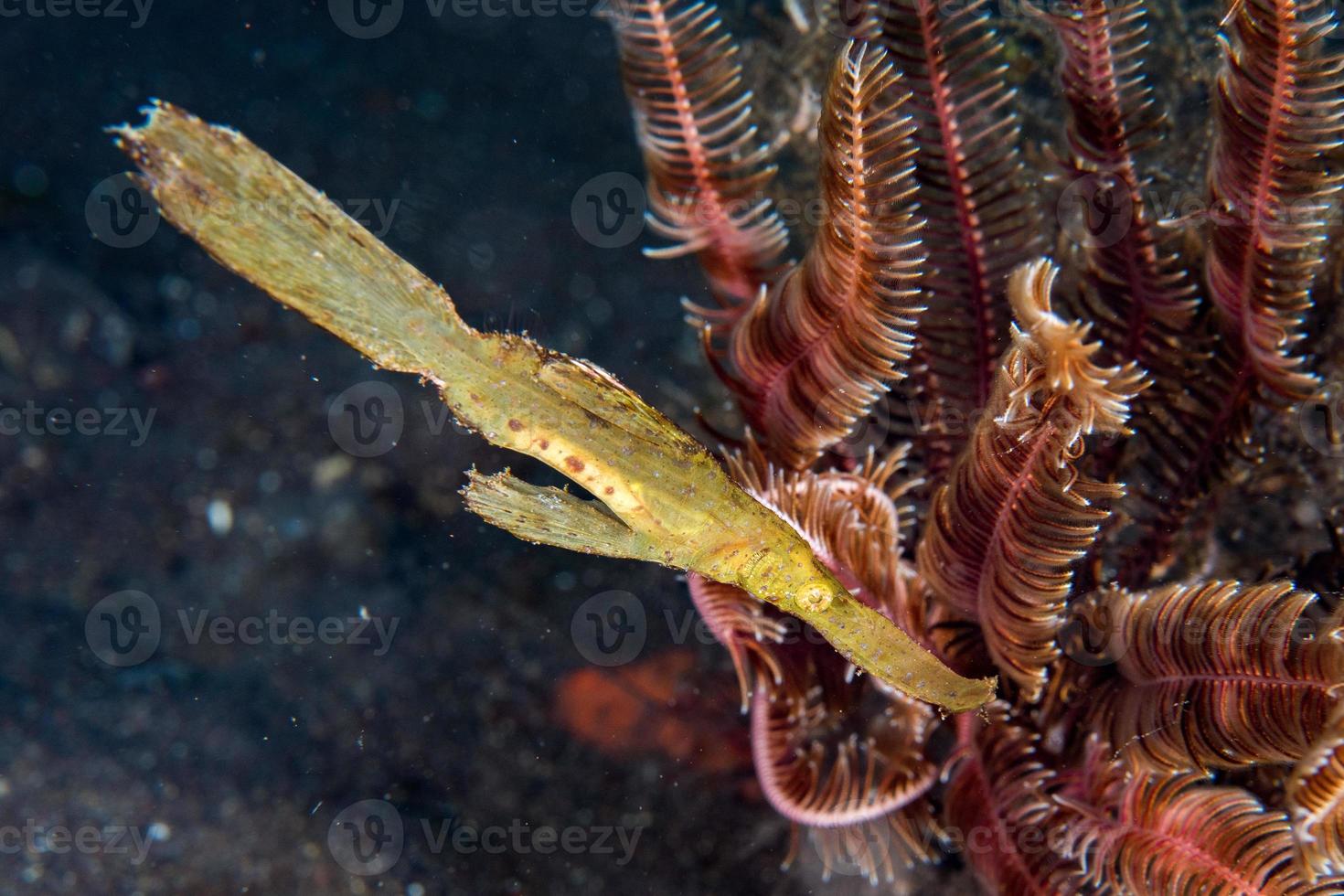 gelber Blattfisch unter Wasser Nahaufnahme Makro foto