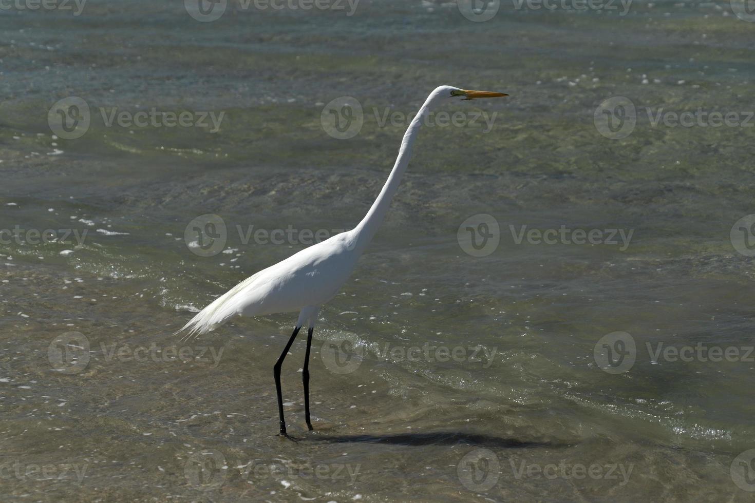 Silberreiher auf Baja California Sur Beach Cherritos foto