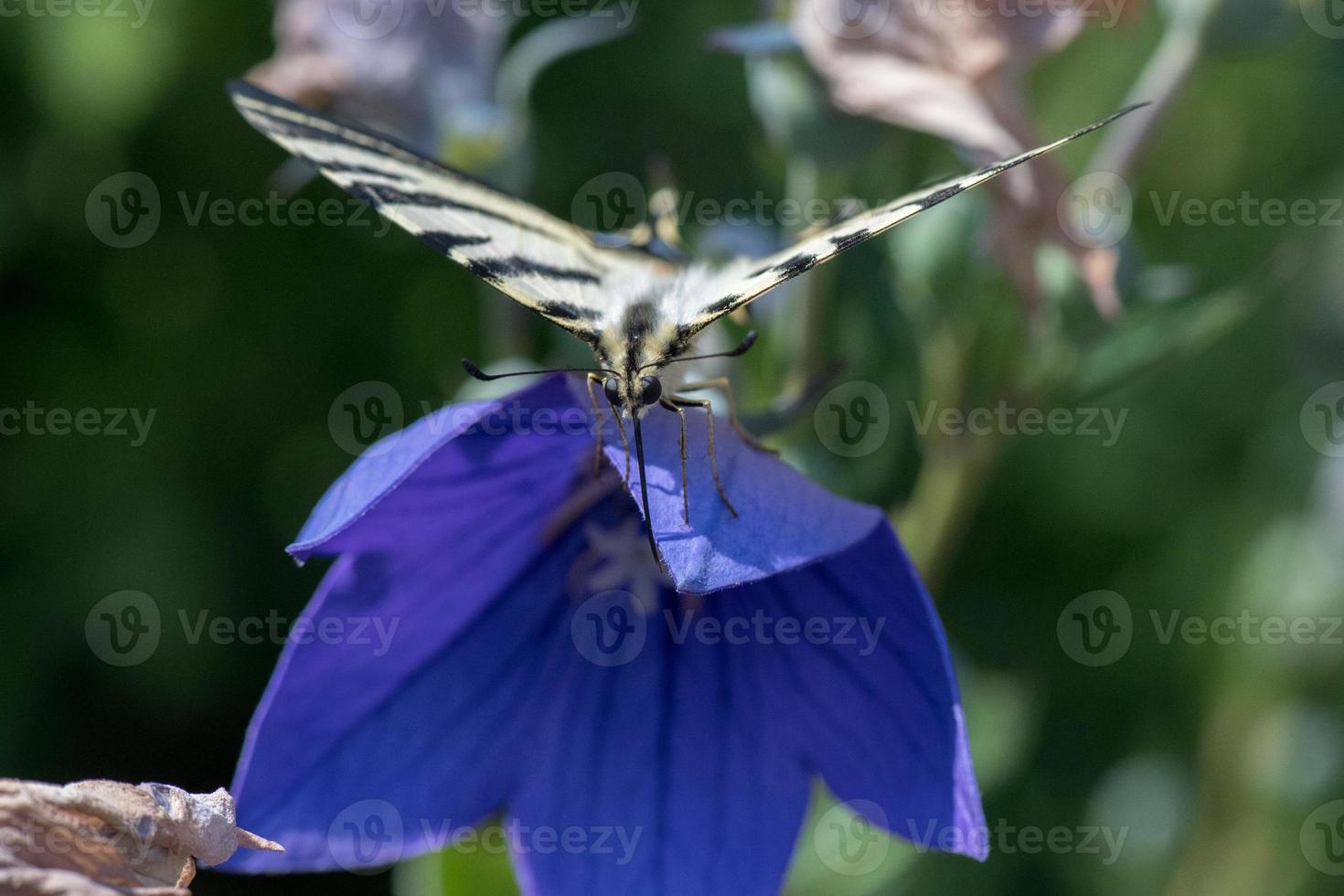 Schwalbenschwanzschmetterling Machaon Nahaufnahme Porträt foto