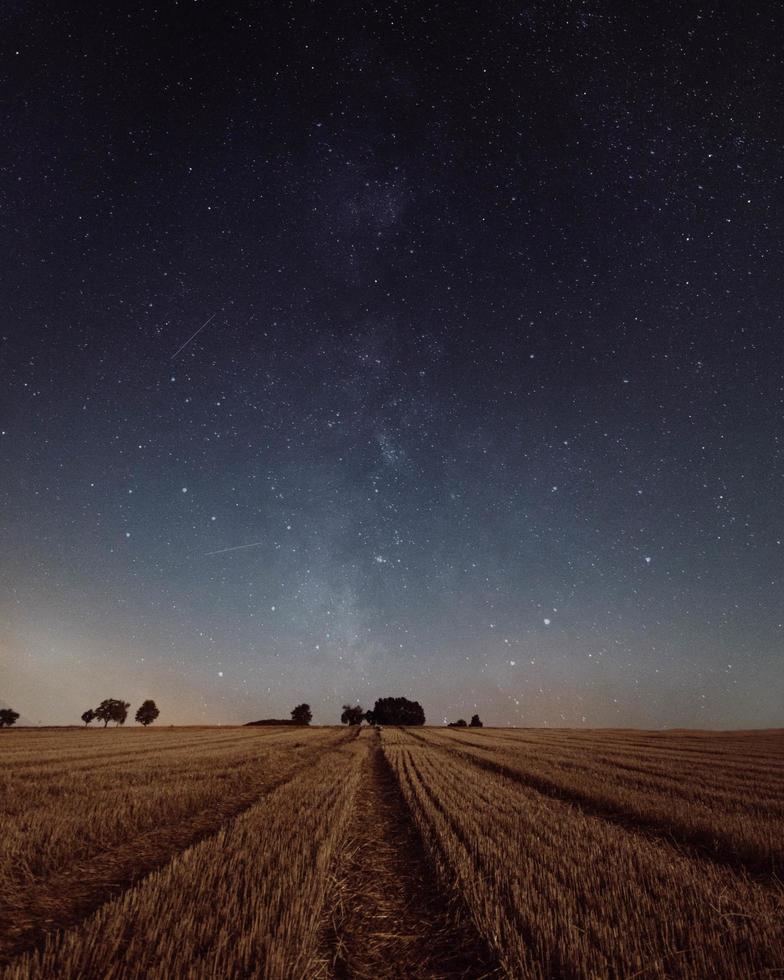 Reisfeld unter den Sternen foto