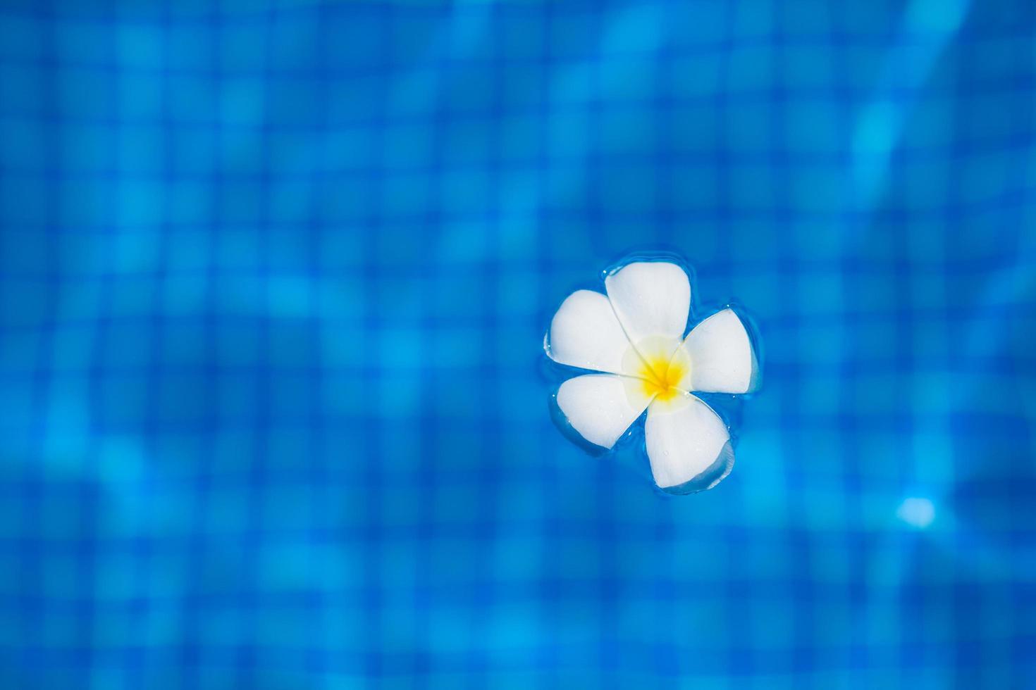 Plumeria-Blume, die im blauen Wasser schwimmt foto