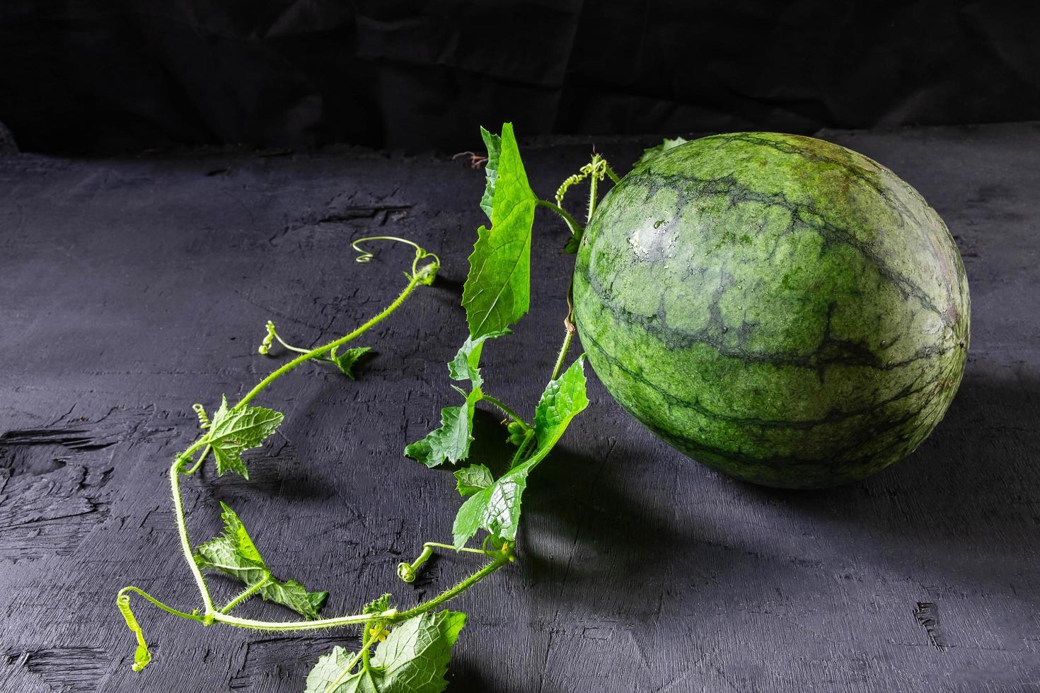 Wassermelone vom Weinstock gepflückt foto