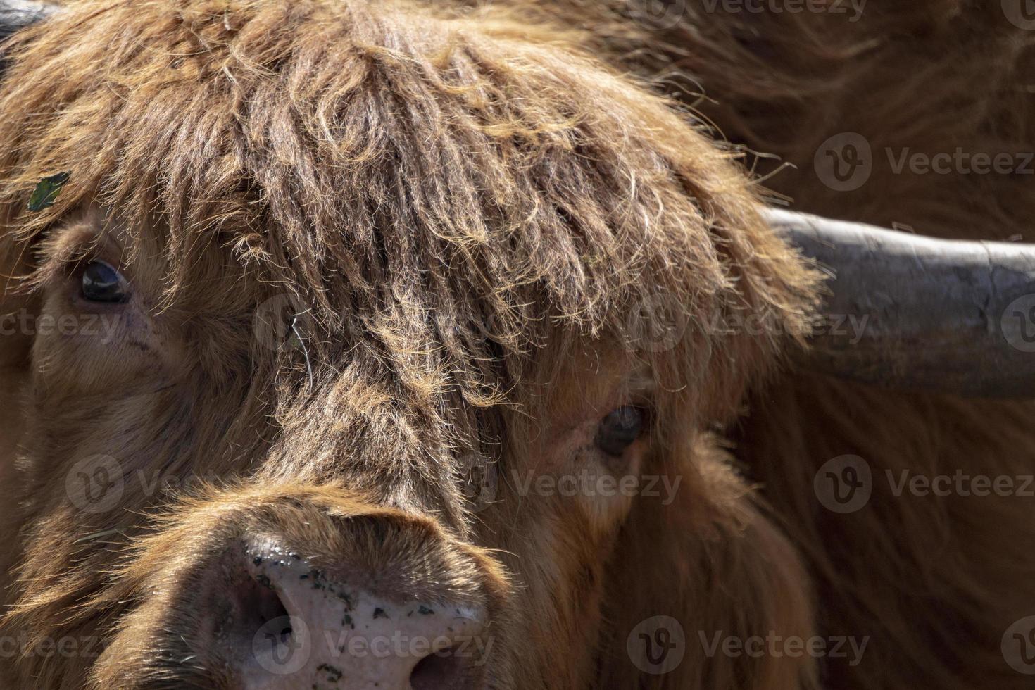 Highlander Schottland haarige Kuh gefrorene Nase foto