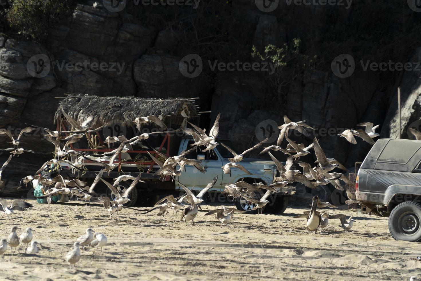 Pelikan Möwe viele Vögel in Baja California Beach Mexiko foto