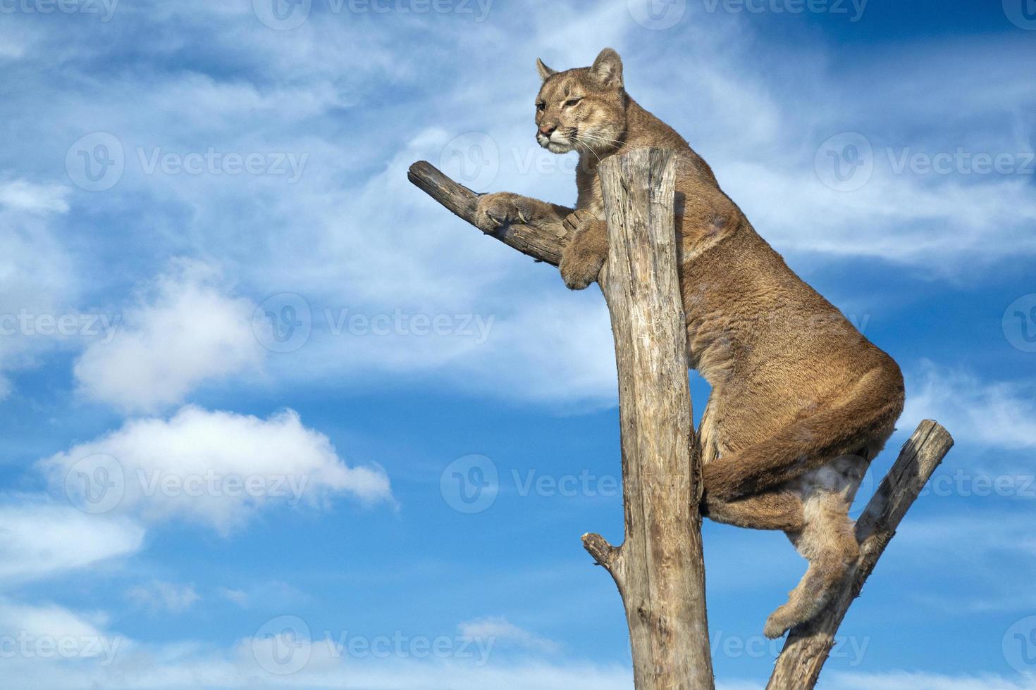 Puma Puma Mountain Lion auf einem Baum foto