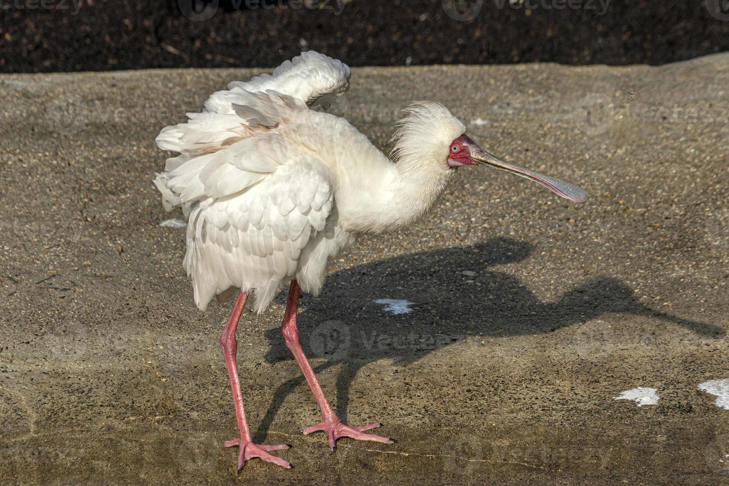 Löffler Vogel aus nächster Nähe foto