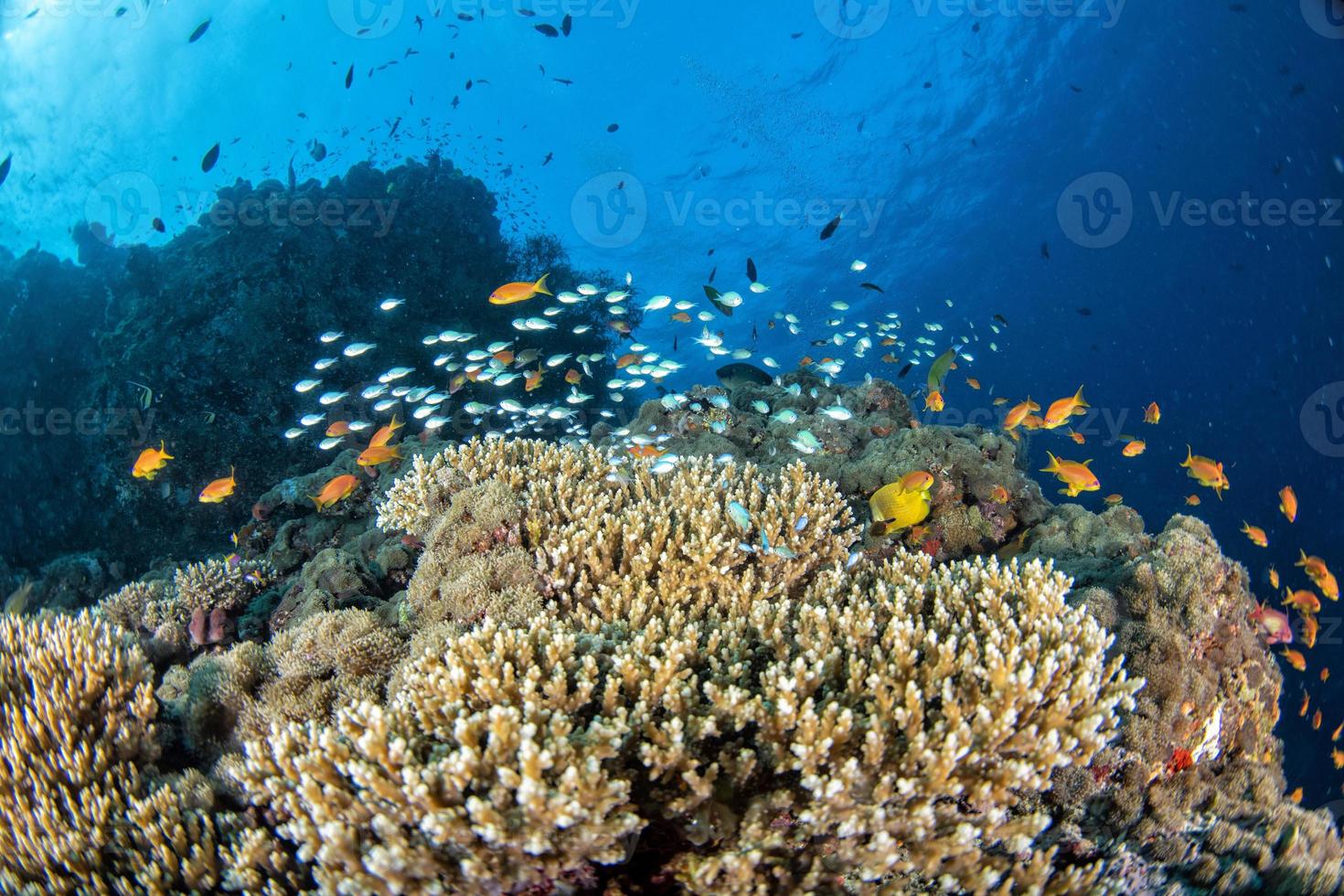 Malediven Korallenhaus für Fische foto