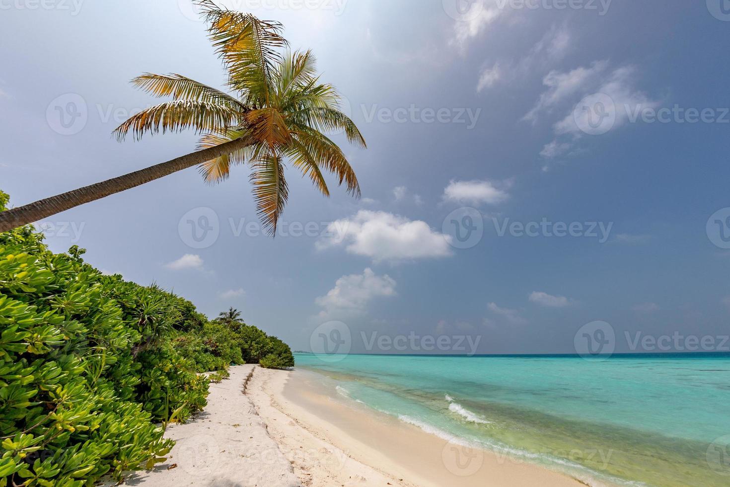 Kokospalme am kristallklaren Wasserstrand des tropischen Paradieses foto