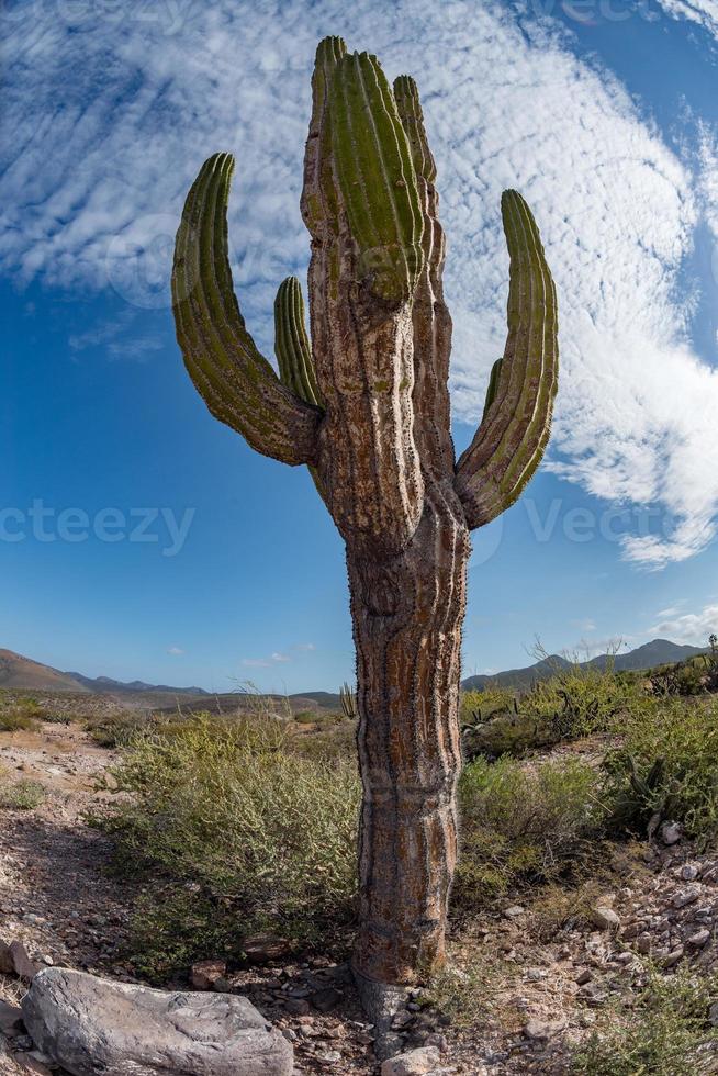 baja california kaktus hautnah foto