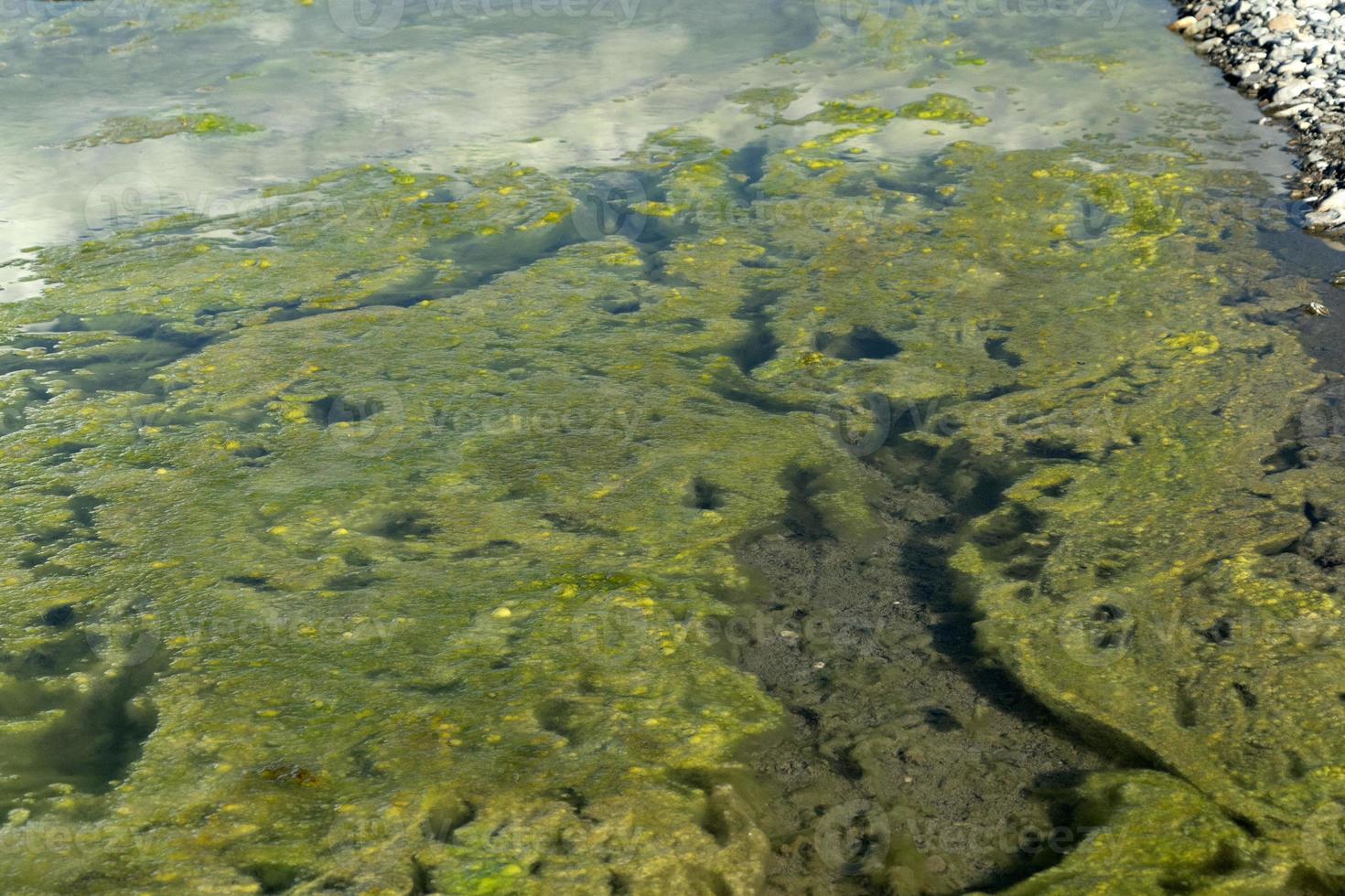 Detail der Grünalge des Flusses foto