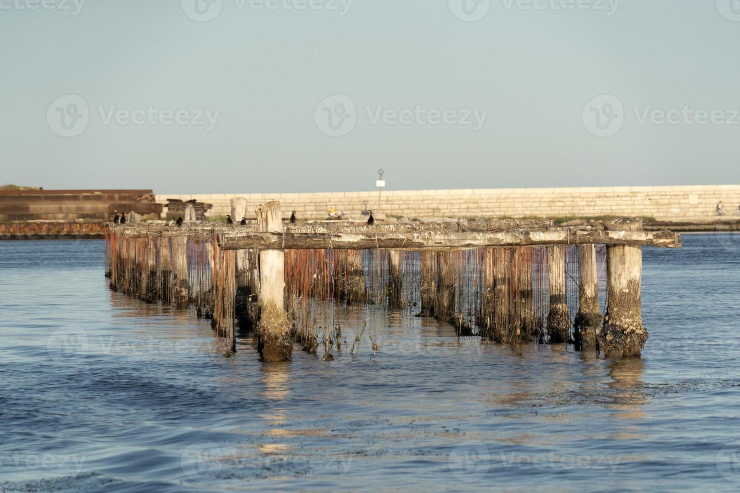 Muschelzucht in Chioggia, Italien foto