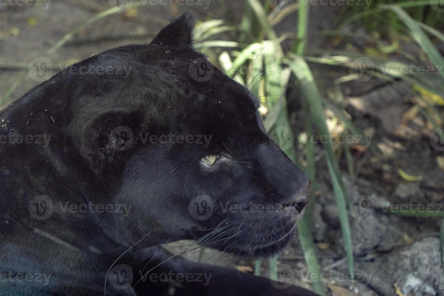 schwarzes Panther-Jaguar-Porträt foto