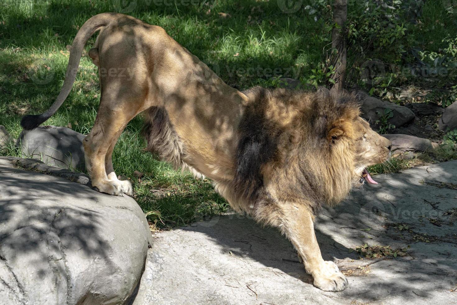 afrikanischer männlicher löwe beim dehnen foto