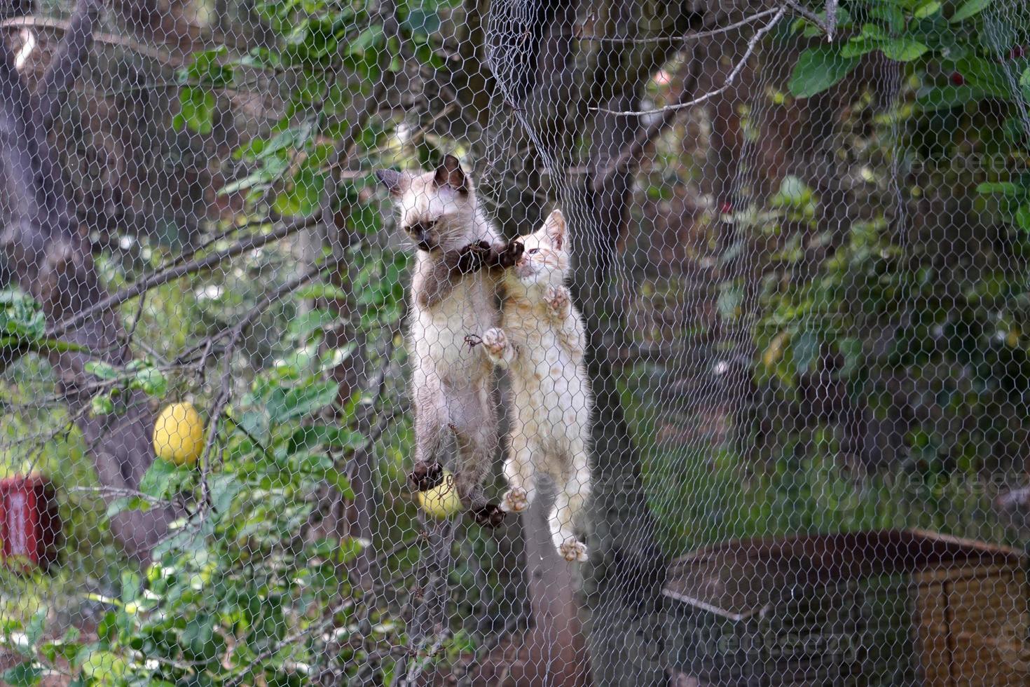 neugeborenes kätzchen der katze, das auf metallischem netz klettert foto