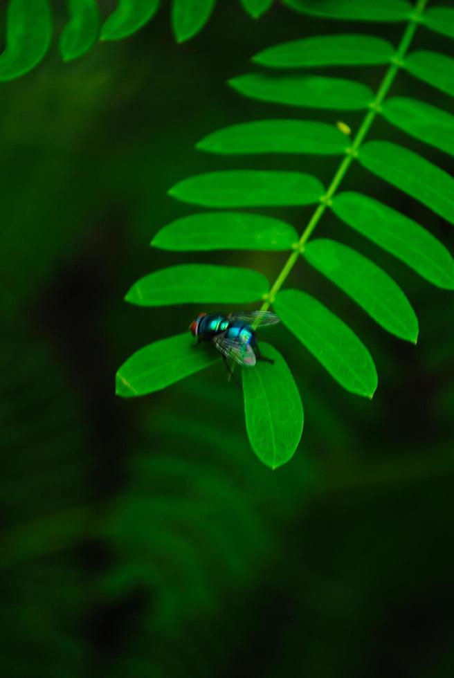 fliege auf grünem Blatt foto