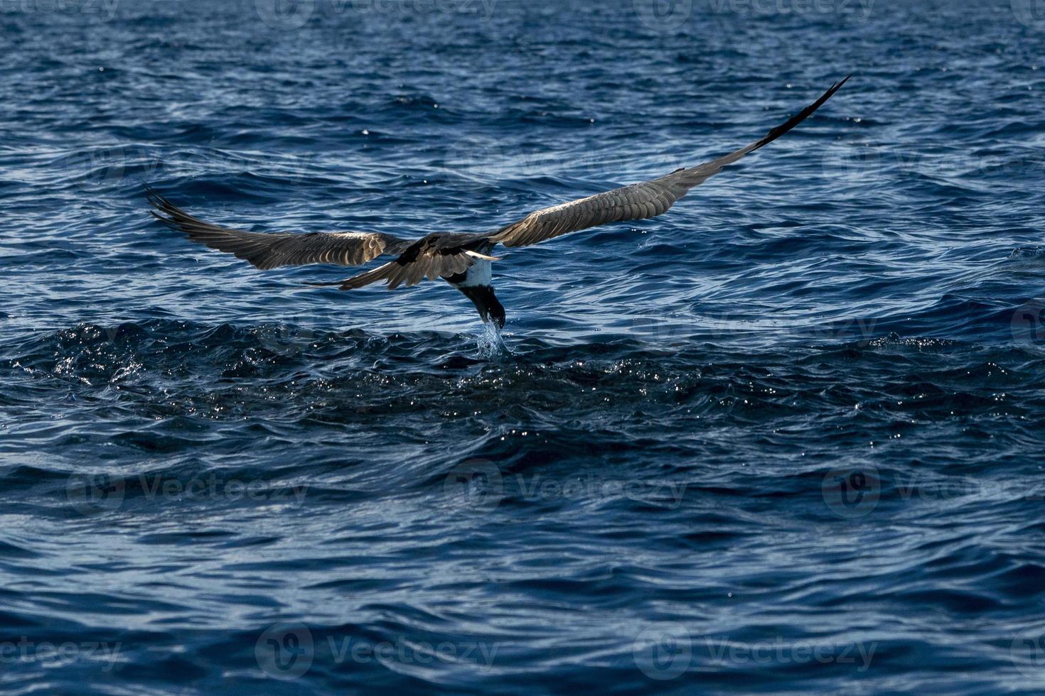 Fregattvogel beim Fangen eines Fisches foto