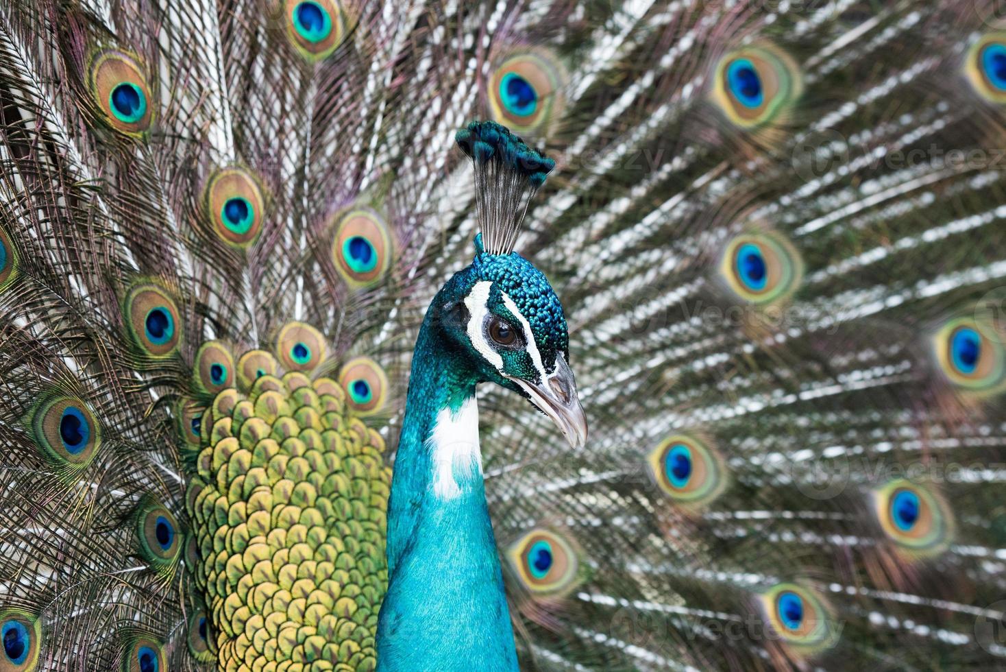 Pfau Vogel Nahaufnahme Porträt foto