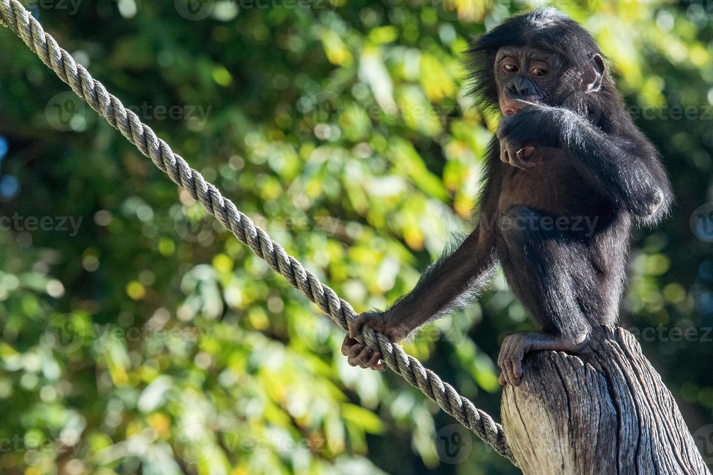 Neugeborenes Bonobo-Schimpansen-Affenporträt aus nächster Nähe foto