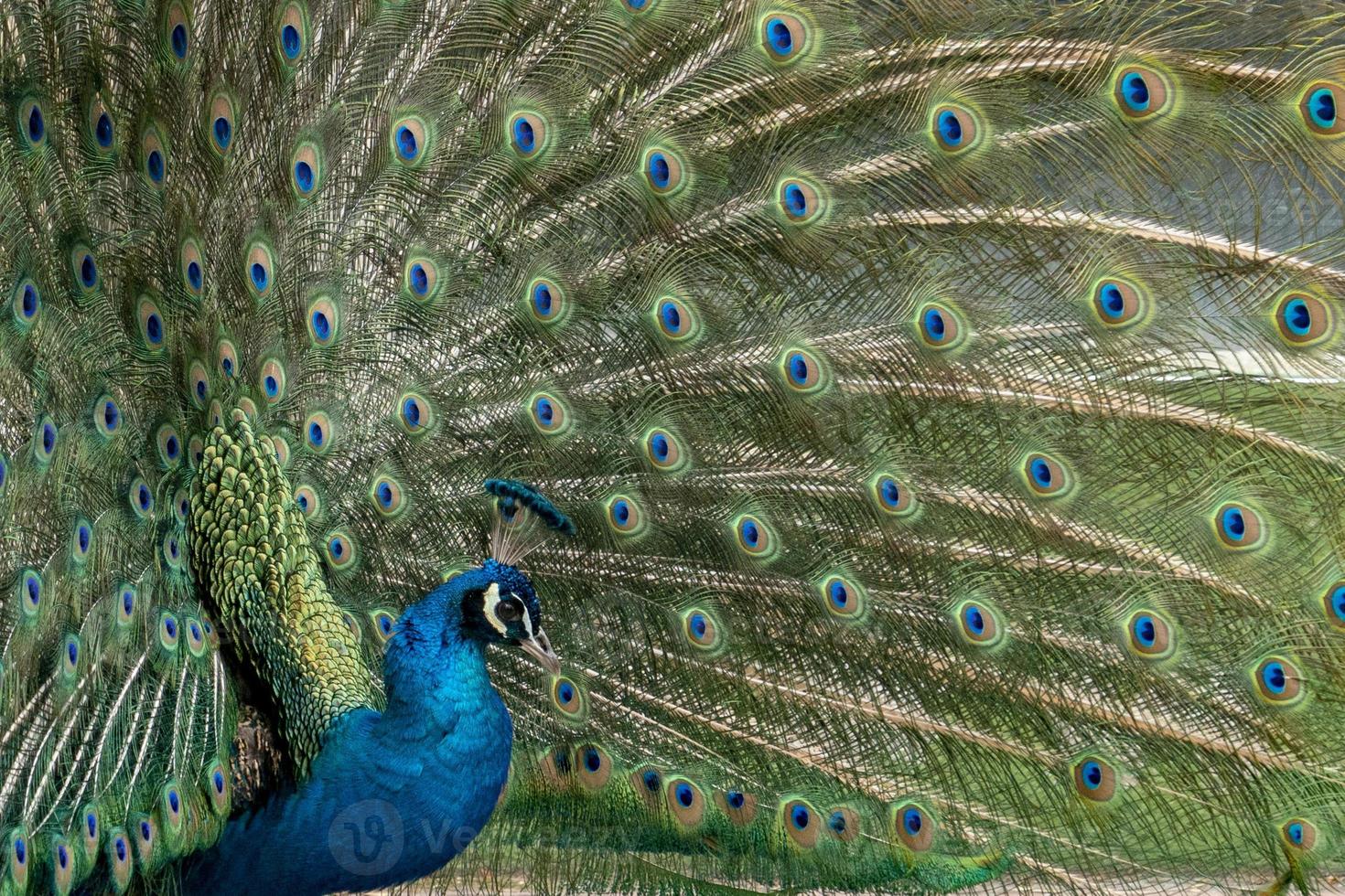 pfau vogel wunderbare feder offenes rad porträt foto